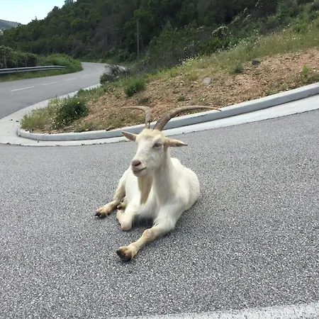 Manon - By Foot Terrace With Sea View Lägenhet